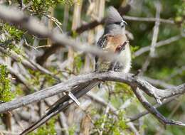 Image of White-backed Mousebird