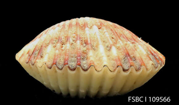 Слика од Argopecten gibbus (Linnaeus 1758)