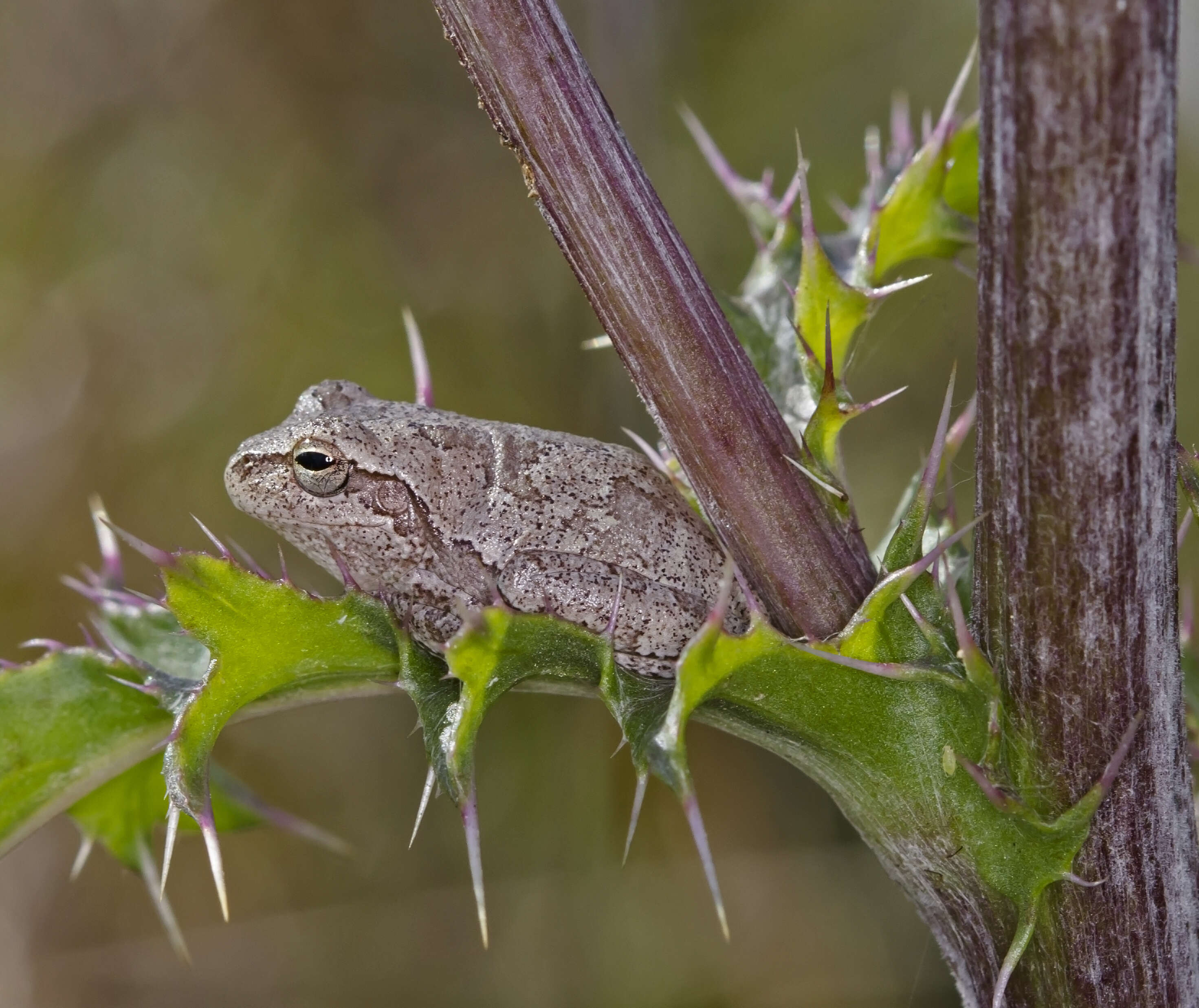 Image of Pine Woods Treefrog