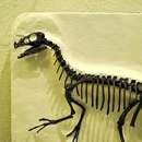 Ornitholestes hermanni (Osborn 1903)的圖片