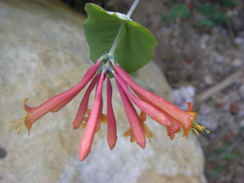 Lonicera arizonica Rehder的圖片