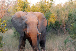 Image of African bush elephant