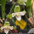 Image of Lycaste brevispatha (Klotzsch) Lindl. & Paxton