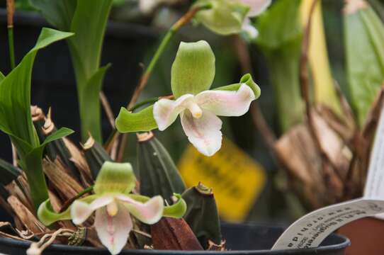 Image of Lycaste brevispatha (Klotzsch) Lindl. & Paxton