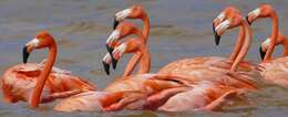 Imagem de Phoenicopterus ruber Linnaeus 1758