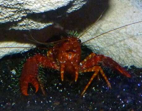 Image of Hawaiian Red Lobster