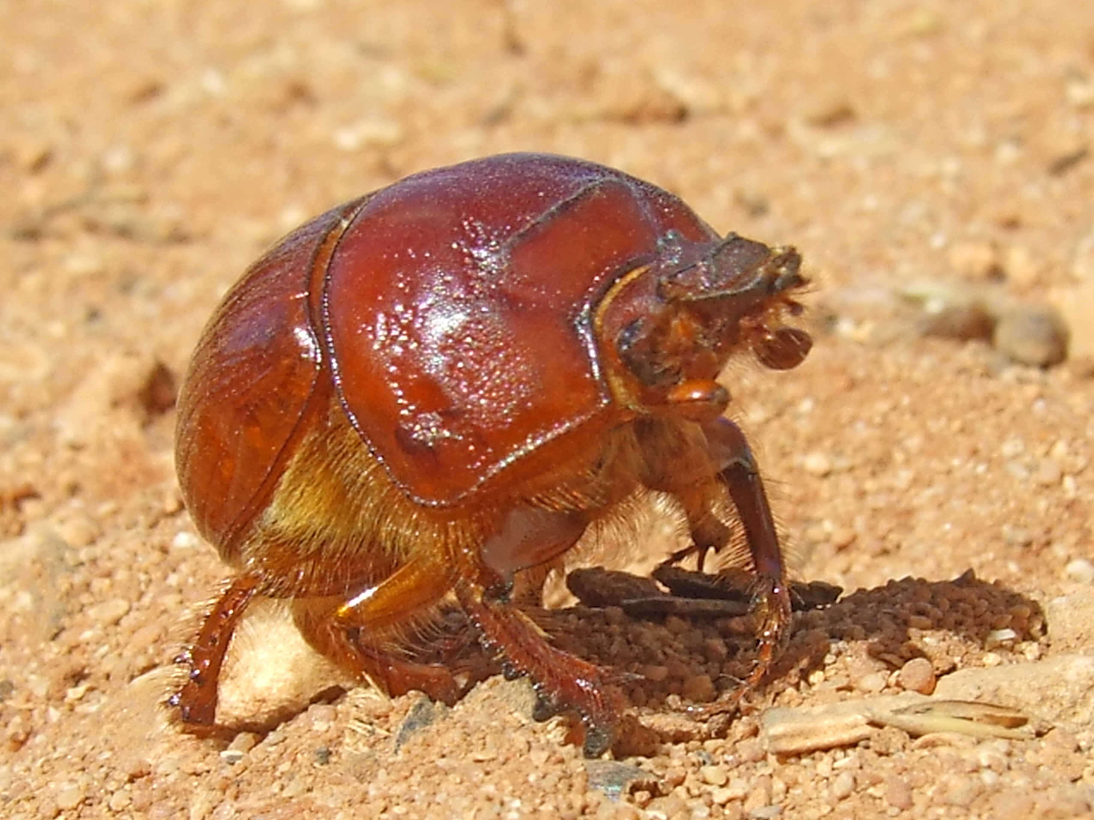 Image of Bolboceratidae