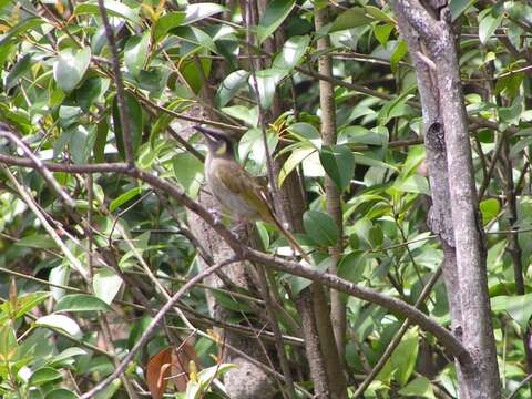 Image of Lewin's Honeyeater