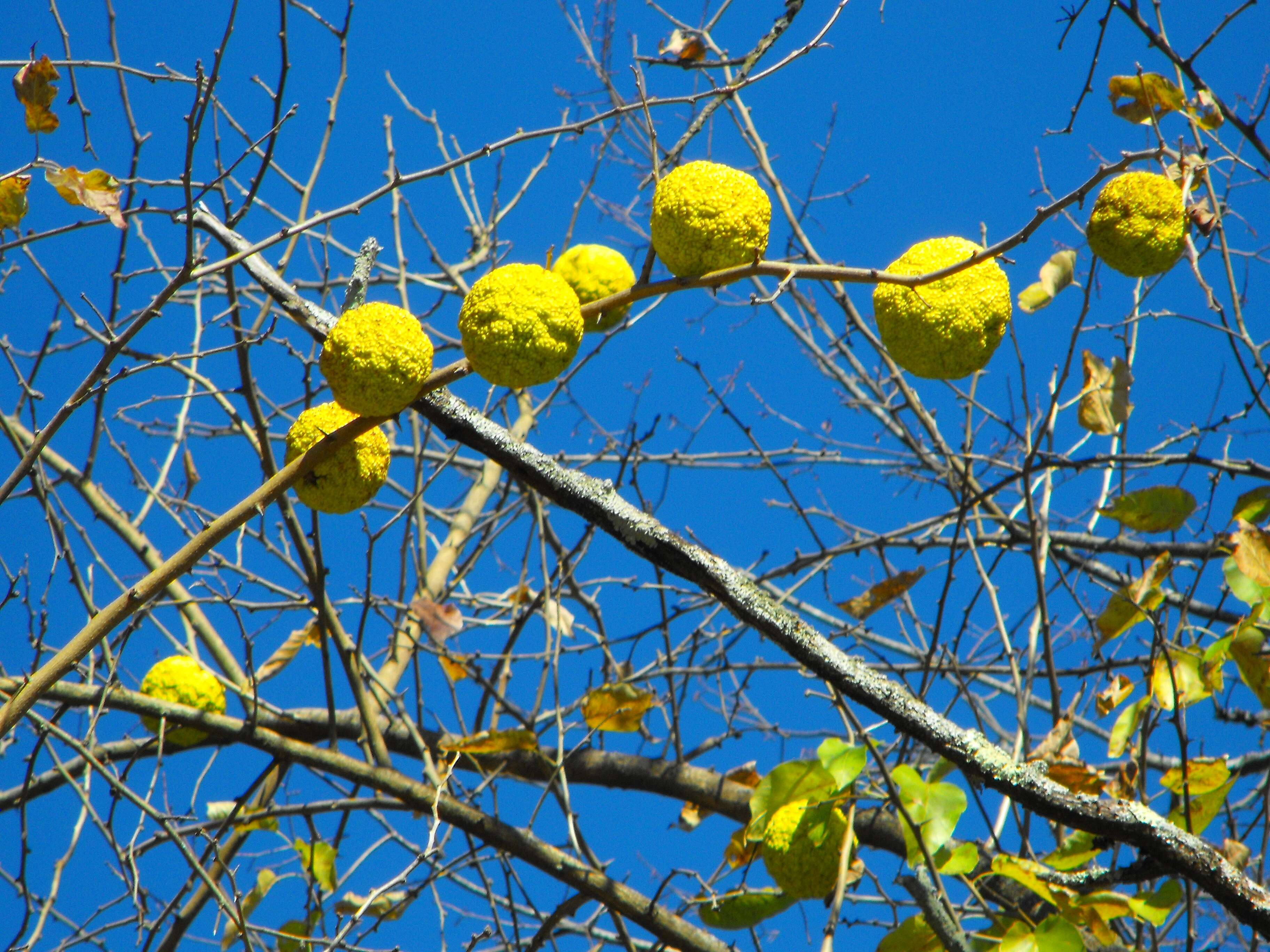 Image of Osage-orange