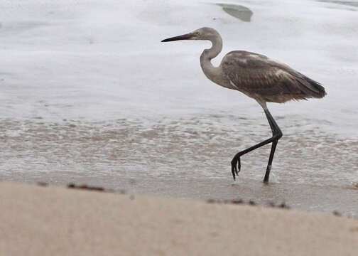 Image de Aigrette roussâtre