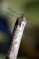 Image of Four-spotted Chaser