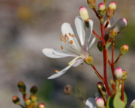 Image of flyweed