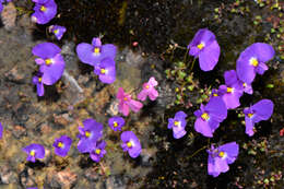 Image of Utricularia petertaylorii Lowrie