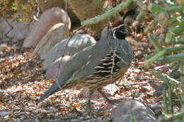 Image of Gambel's Quail