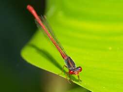 Image of Ceriagrion Selys 1876