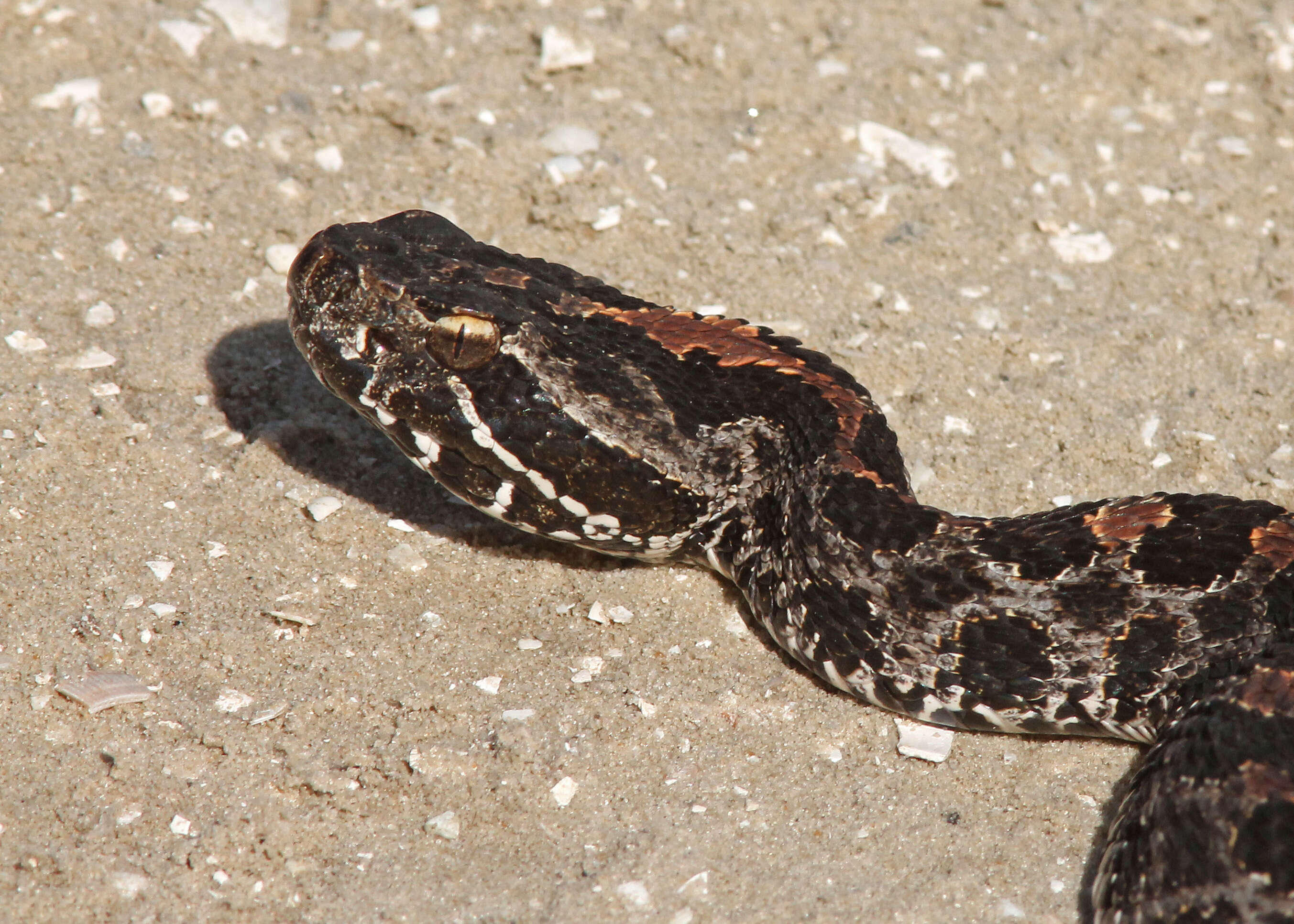 Image of pigmy rattlesnake