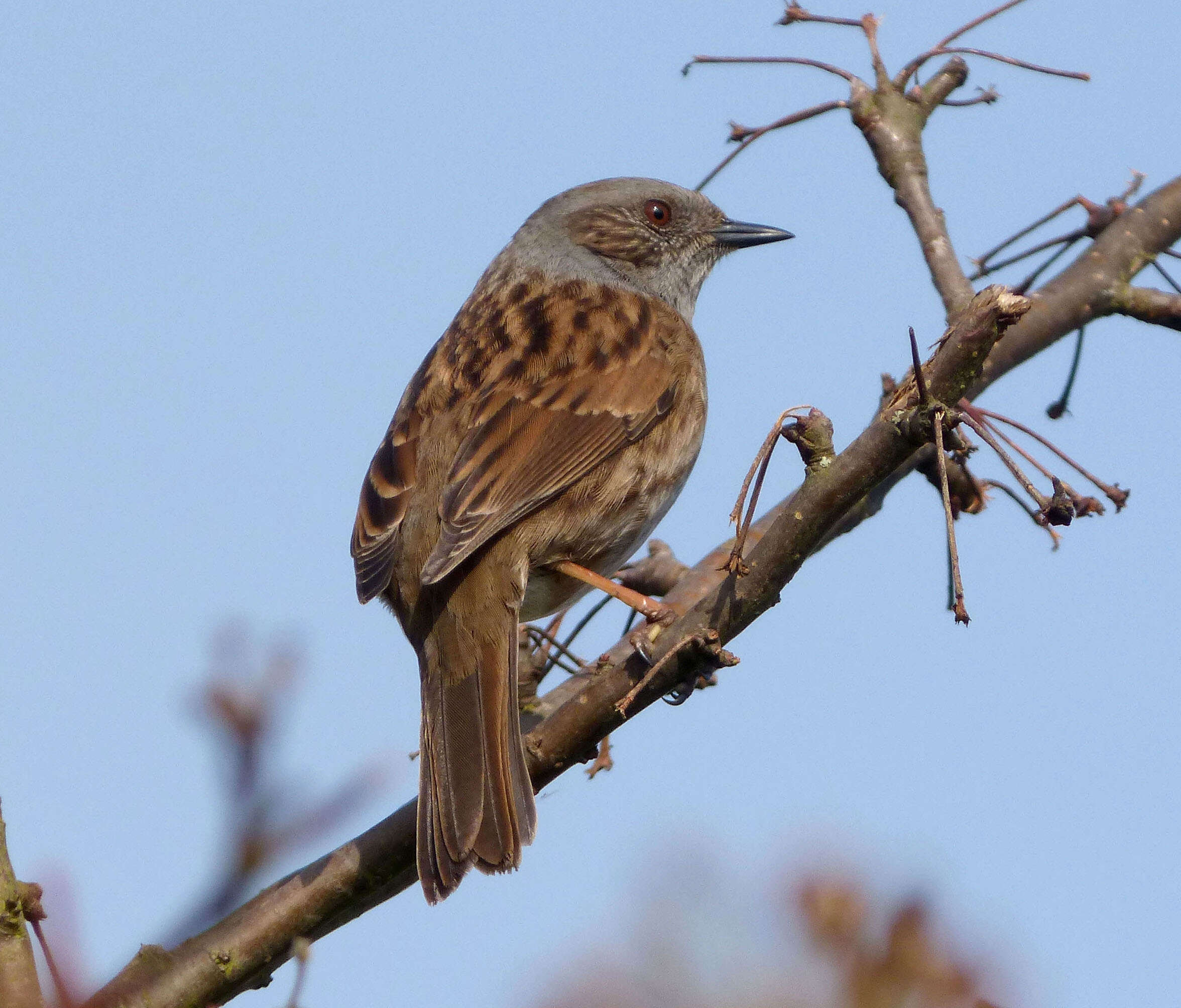 Image of accentors