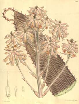 Image of asphodel family