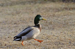 Image of Common Mallard