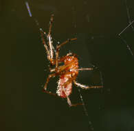 Image of South American social spider