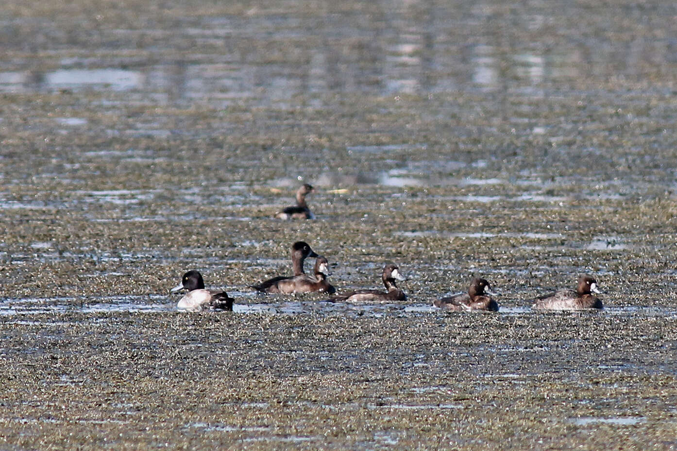 Image of Lesser Scaup