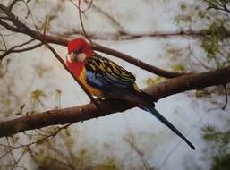 Image of Eastern Rosella