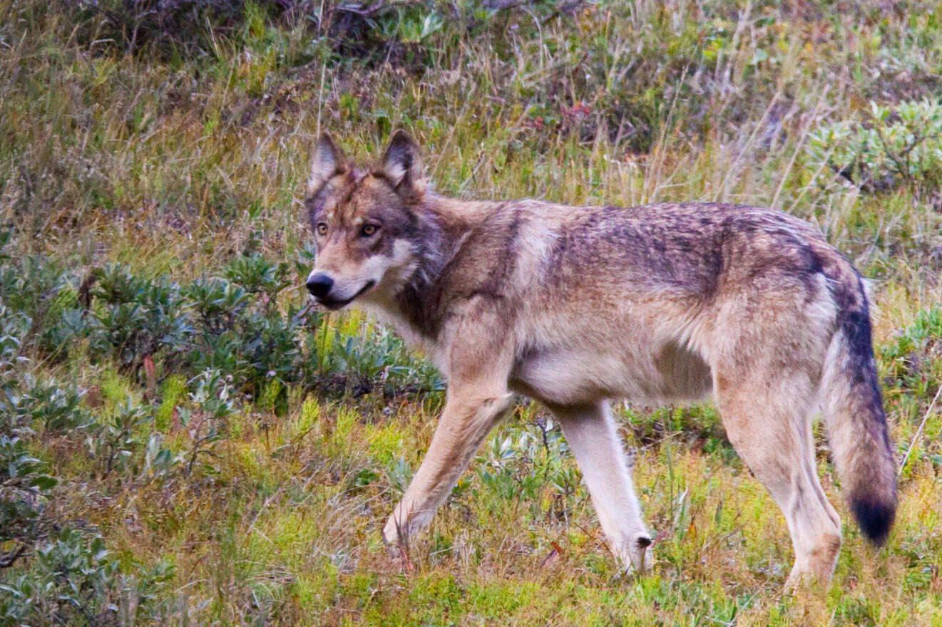 Imagem de Lobo