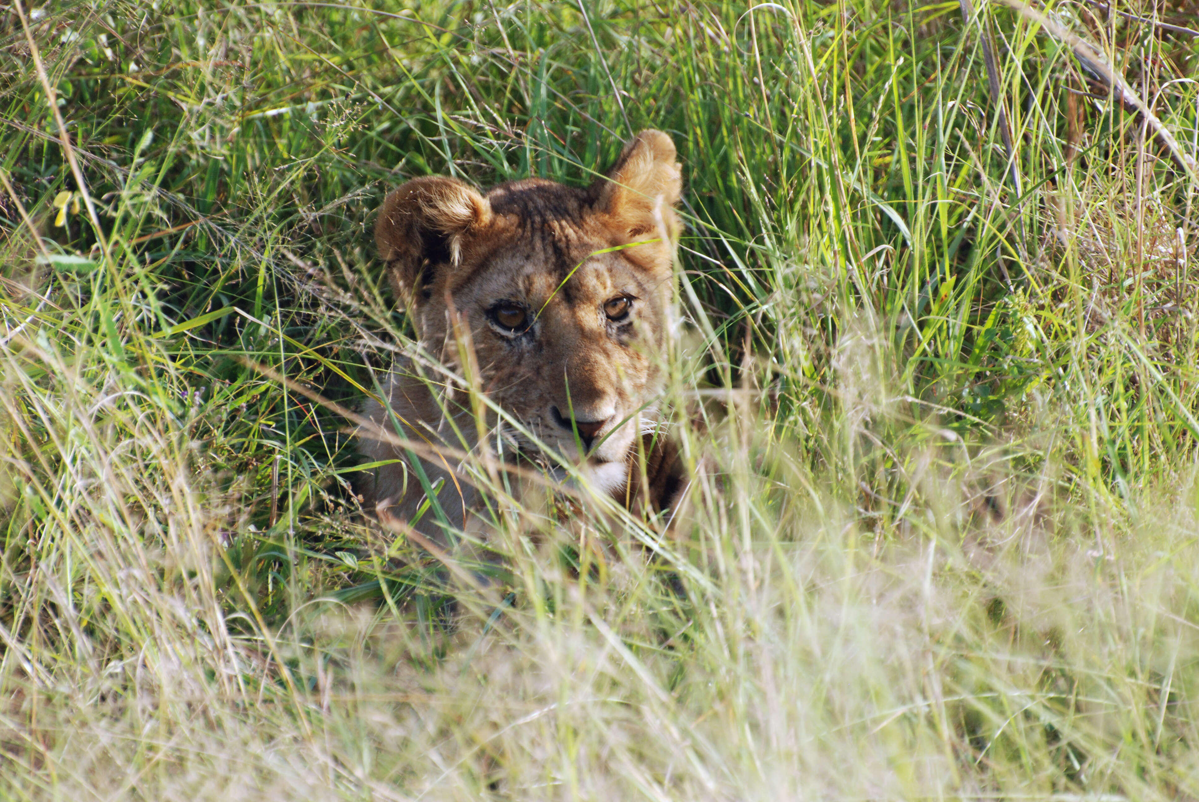 Image of big cats