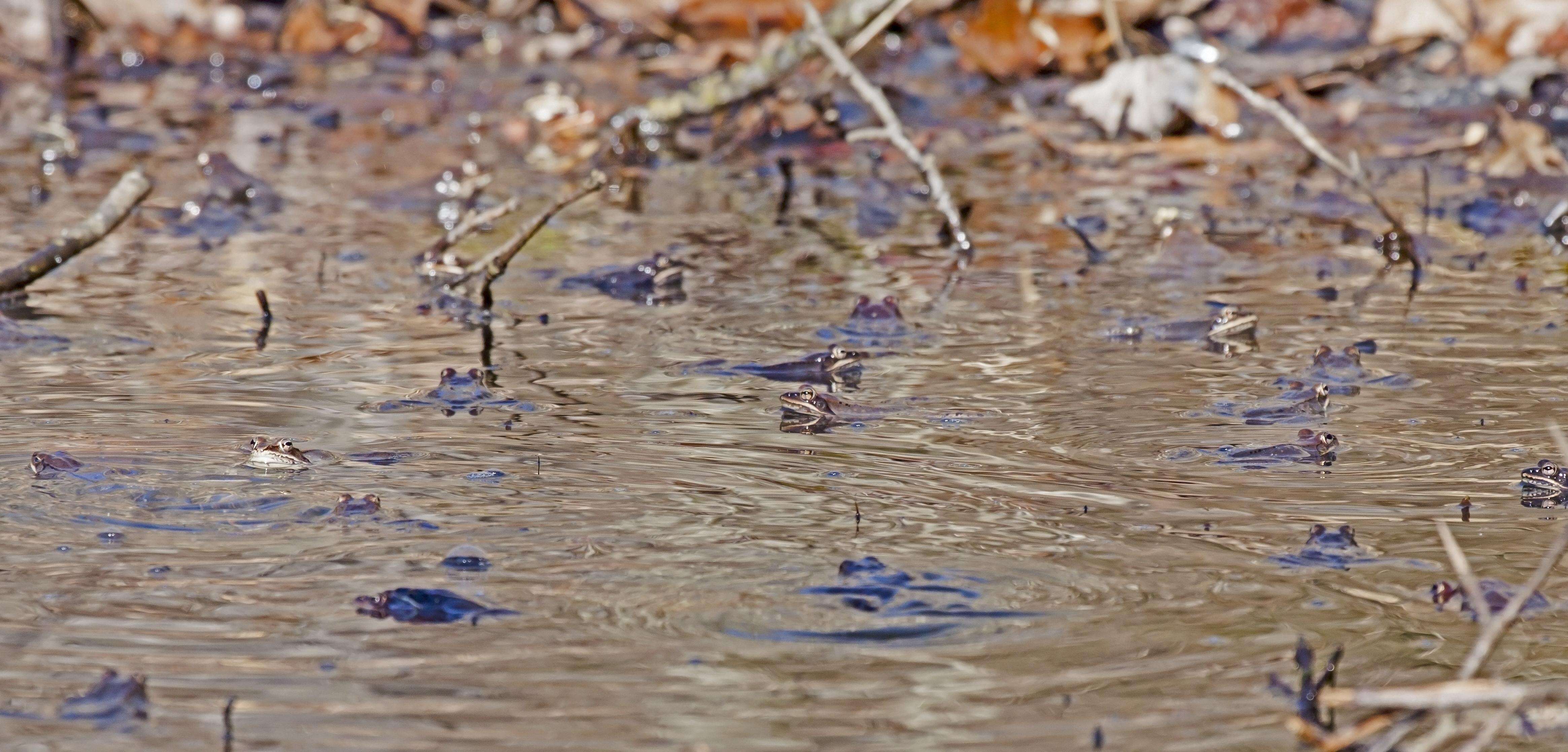 Image of Lithobates Fitzinger 1843