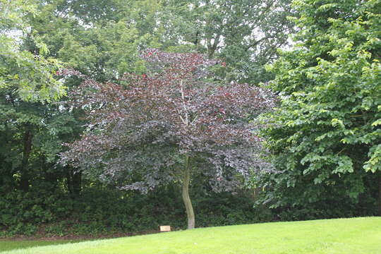 Image of European beech