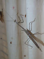 Image of Archimantis