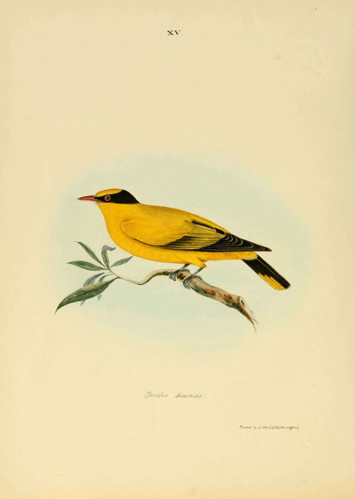 Image of Black-naped Oriole