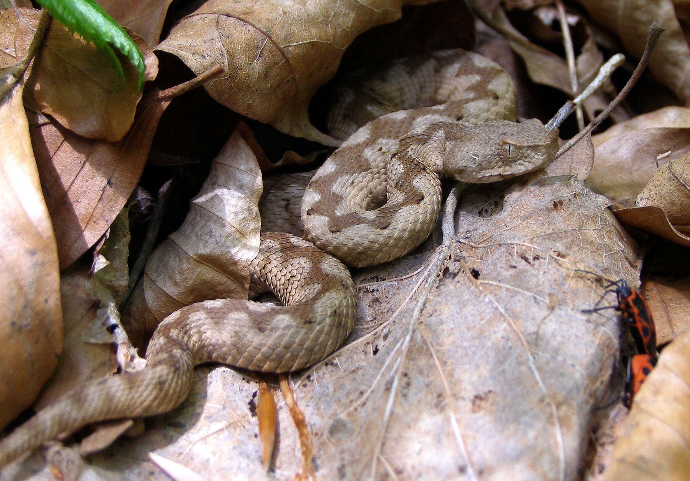 Image of Vipera ammodytes ammodytes (Linnaeus 1758)