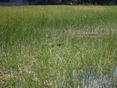 Image of Eleocharis sphacelata R. Br.