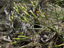 Image of hawksbeard