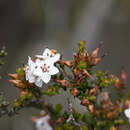 Plancia ëd Epacris graniticola Crowden