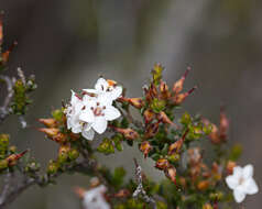 Image of Epacris graniticola Crowden