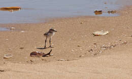 Image of Red-capped Dotterel