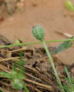 Image of poppy