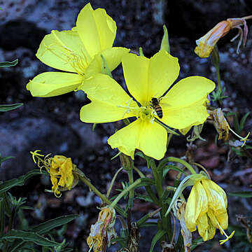 Sivun Oenothera elata Kunth kuva