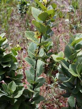 Image of Cissampelos ovalifolia DC.