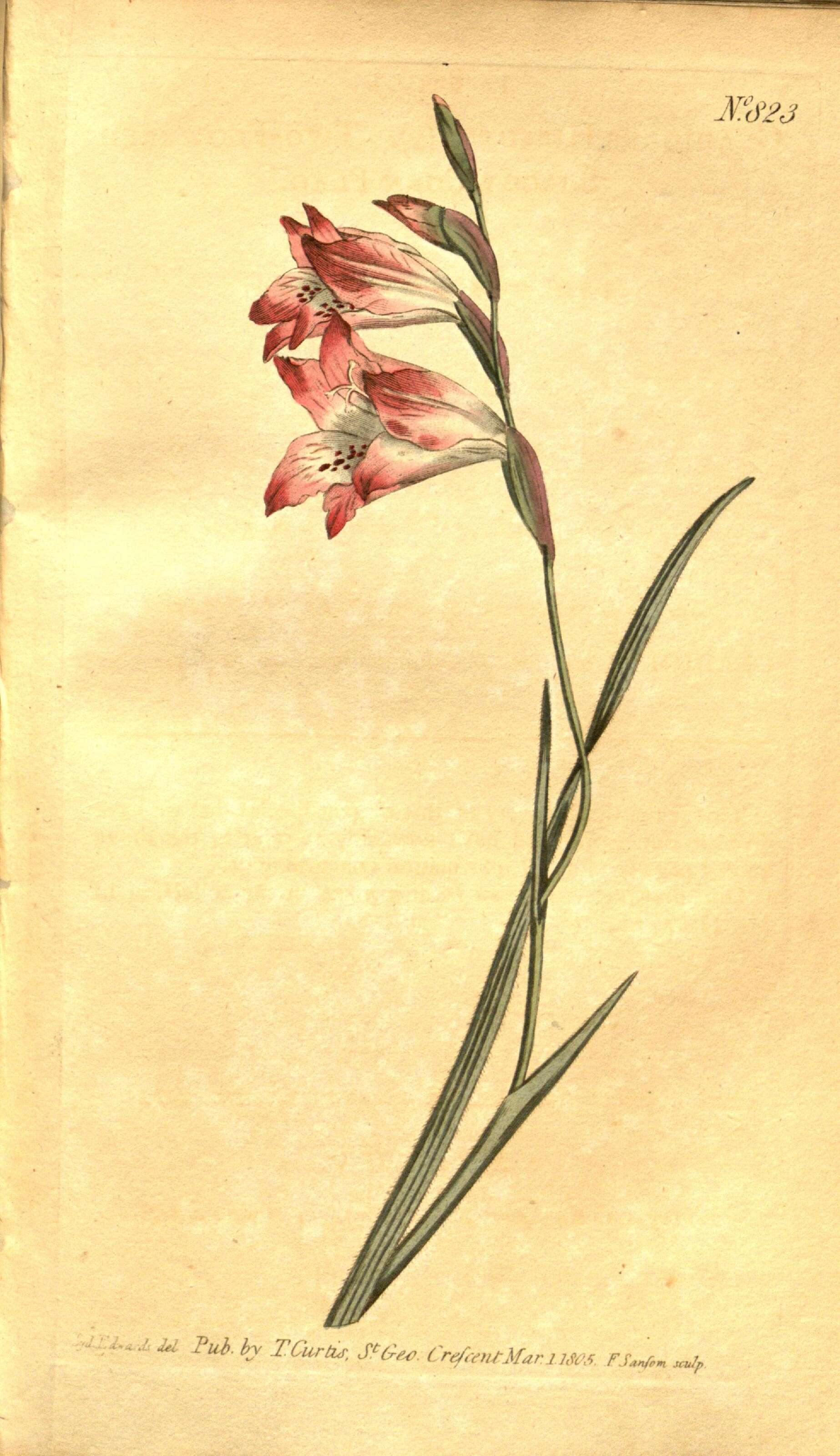 Image of Gladiolus hirsutus Jacq.