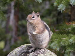 Image of Callospermophilus Merriam 1897