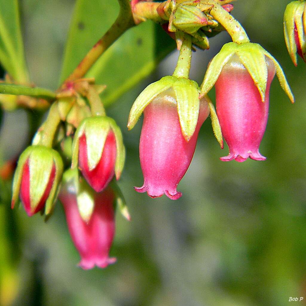 Lyonia lucida (Lam.) C. Koch resmi