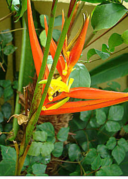 Image of Heliconia venusta Abalo & G. Morales