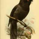 Image of Enigmatic Owlet-Nightjar