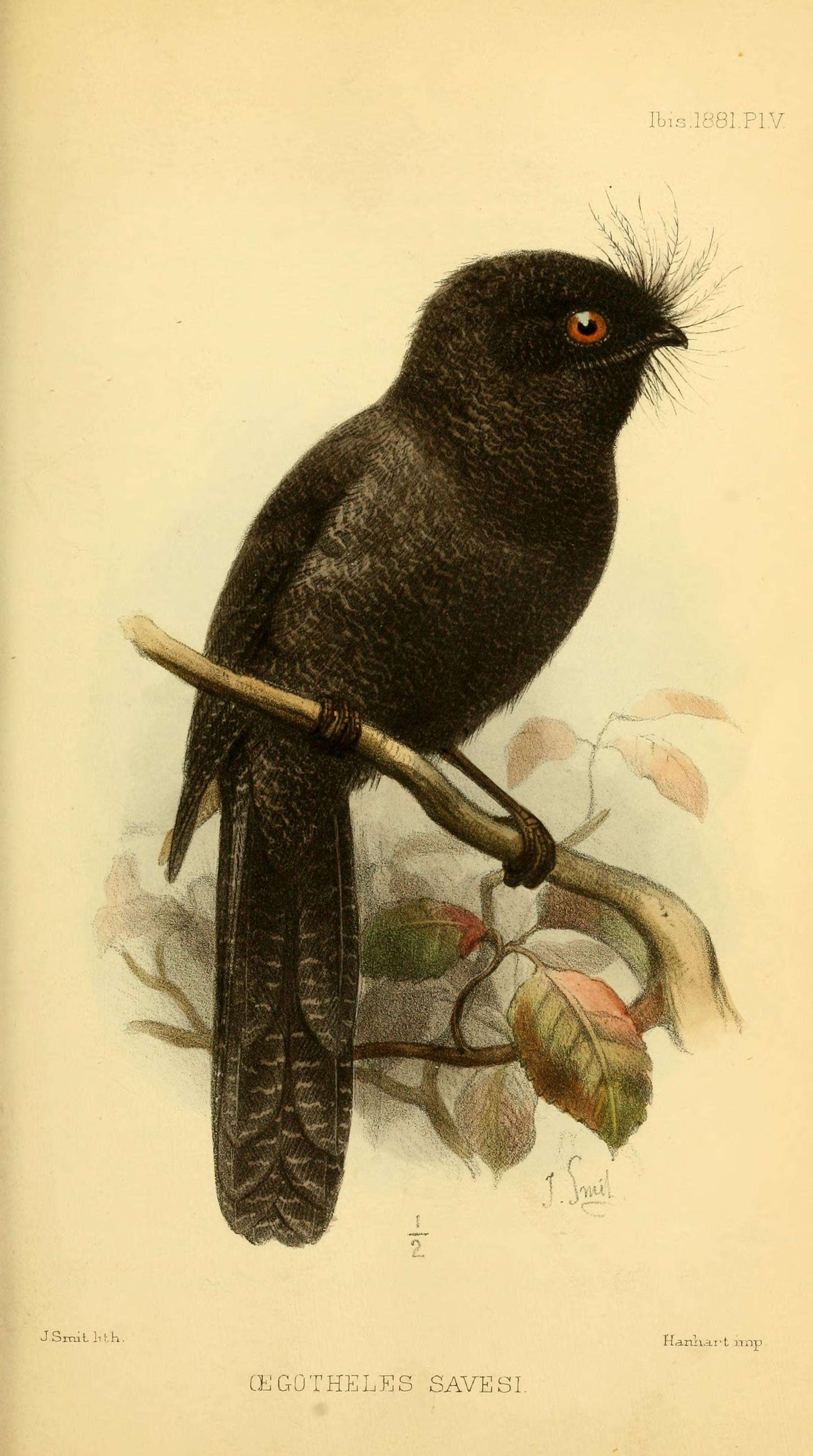 Image of owlet-nightjars