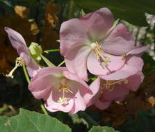 Image of Dombeya