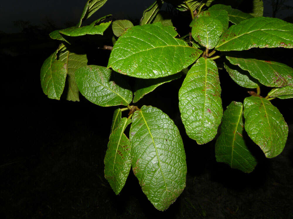 Ficus matiziana Dugand的圖片