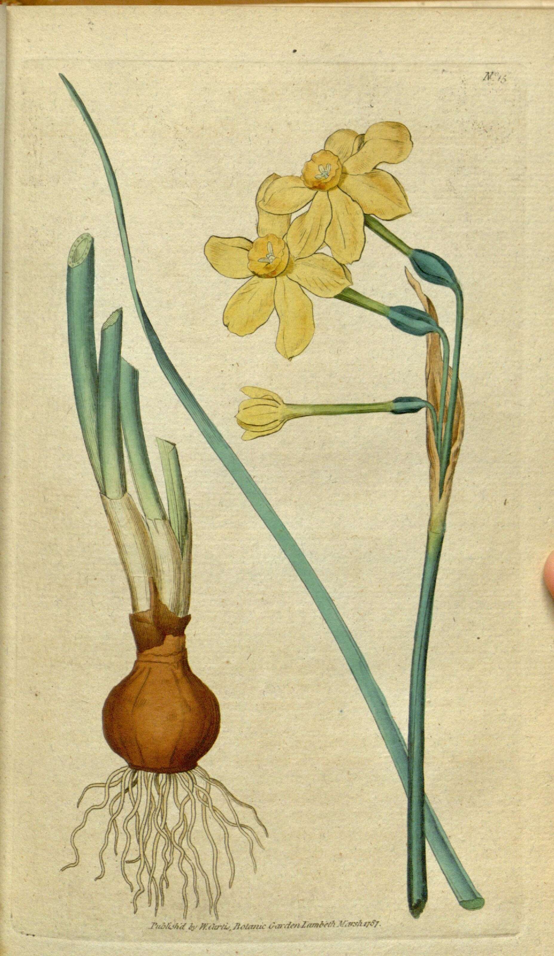 Plancia ëd Narcissus